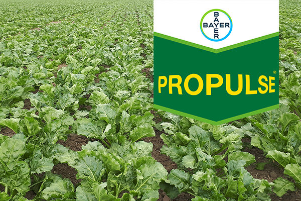 Sukkerroemark med Propulse brand tag